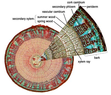 Stem Overview