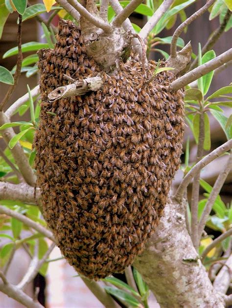 Pululahua beehive. : Photos, Diagrams & Topos : SummitPost