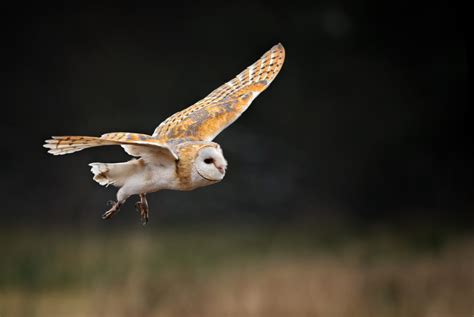 Owls In Kansas: 8 Sunflower State Species To Look For