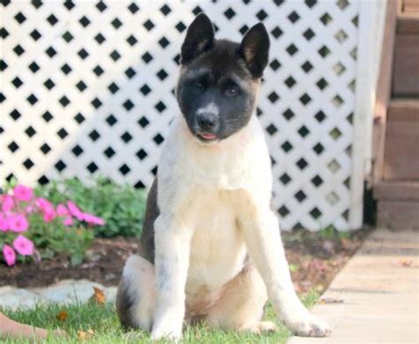 Akita Puppies For Sale | Akita Puppy Adoption | Keystone Puppies