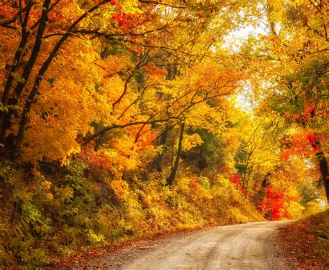 autumn, Fall, Landscape, Nature, Tree, Forest, Leaf, Leaves, Path ...