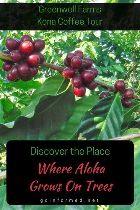 Kona coffee farm tour info - we should do this when we visit the Big ...