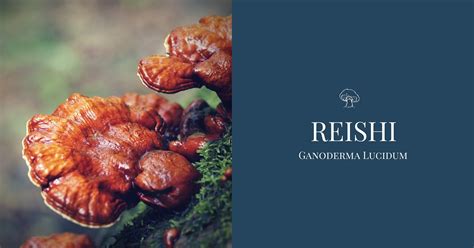 Lingzhi – The Immortal Reishi Mushroom (Ganoderma lucidum) Health ...