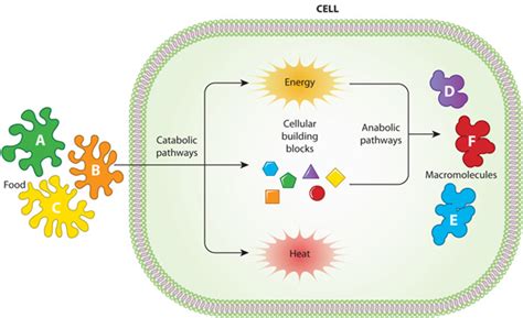 Catabolic and anabolic pathways in cell metabolism | Learn Science at ...