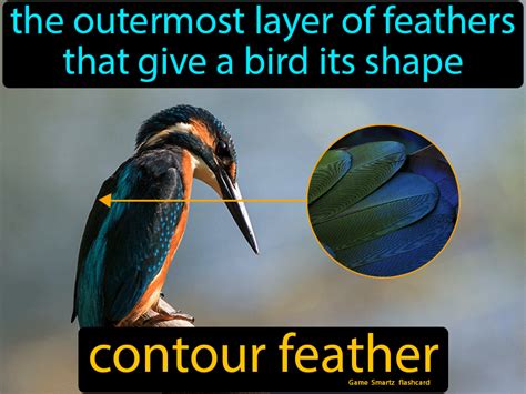 Contour Feather - Easy Science | Contour feathers, Feather definition ...