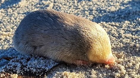 Blind, Sand-Swimming Golden Mole Rediscovered Alive After 86 Years ...