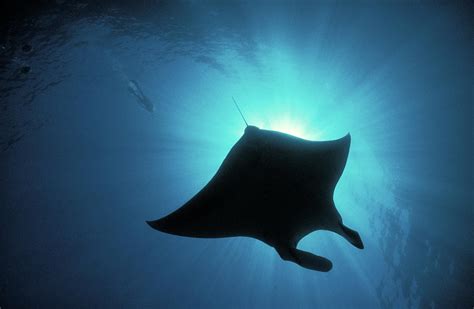 Manta Ray Diving Photograph by Animal Images | Fine Art America