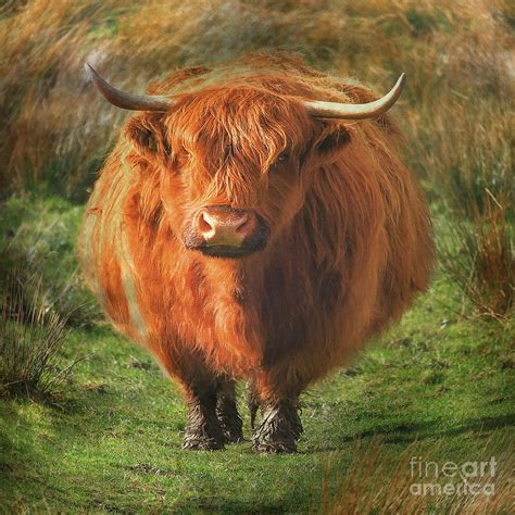 Fat Cow Photograph by Roy McPeak