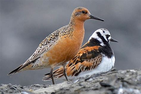 Red Knot (Calidris canutus) Red Knot and Ruddy Turnstone taking a break ...