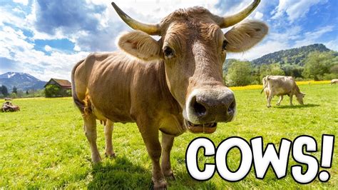 Cows! Learning about Cows for Kids - YouTube