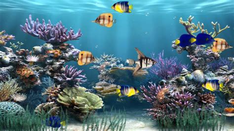 Animated Fish Wallpapers - Top Free Animated Fish Backgrounds ...