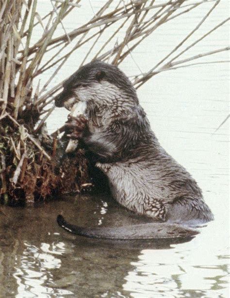 the very last photo of the extinct Japanese River Otter(Lutra nippon ...