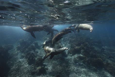 Isla Espiritu Santo Diving and Los Islotes - Nautilus Adventures