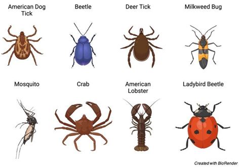 Arthropods: Definition, Characteristic, and Examples