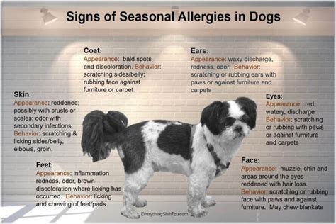 Can Dogs Have Outdoor Allergies