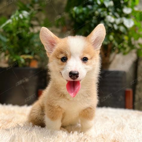 Bán Chó Corgi Thuần Chủng - Bảo Hành Toàn Diện 365 Ngày