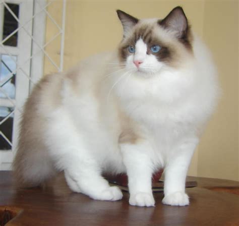 Random Cat Breed Generator - Generators List