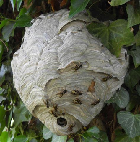 Types Of Bee Wasp Nests