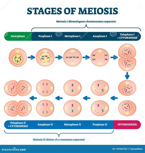 Meiosis Ii Phases And Significance Of Meiosisii Cell