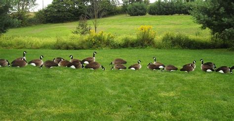 Prairiewind Decoys. Greater Canada Goose Silhouette Decoys by Big Al's ...