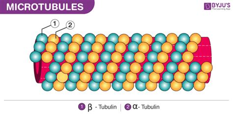 Microtubules Diagram