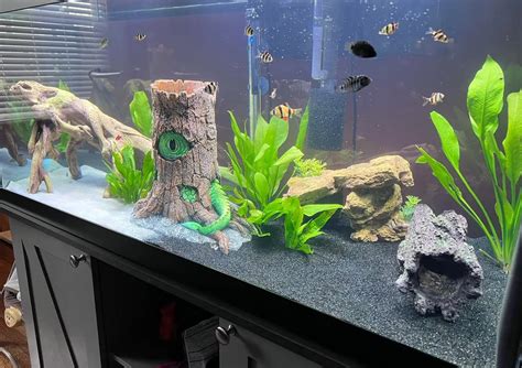 Using Black And White Sand In Your Aquarium | PetSpre