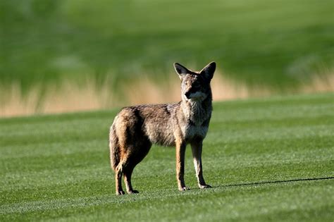 Urban Hunters Are Killing Coyotes That Are More Likely to Kill Your Cat ...