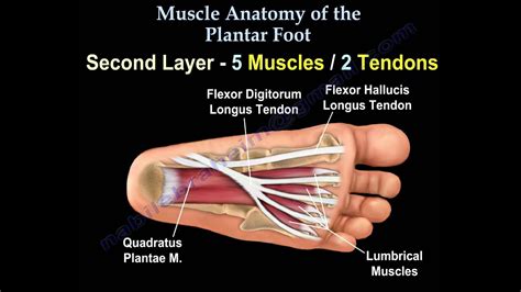 Tendons In The Foot