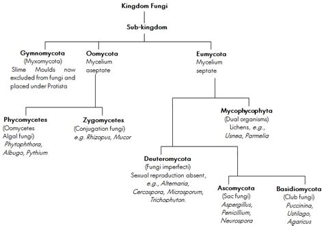 Biology – Kingdom Fungi | askIITians