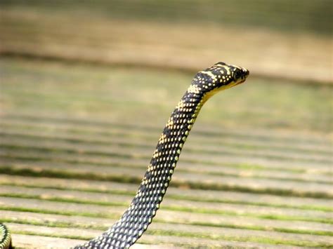 Flying snakes aren't only real, they're incredibly agile | Toronto Sun