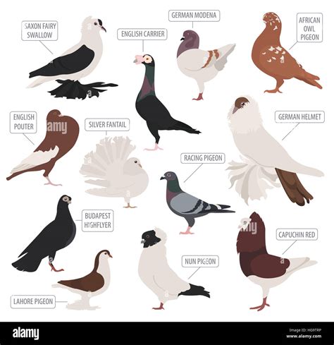 Poultry farming. Pigeon breeds icon set. Flat design. Vector ...