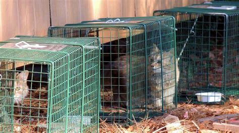 Feral Cats (Trap-Neuter-Return) - Orange County Humane Society of Virginia