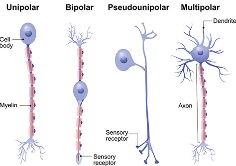 Types of neurons - Queensland Brain Institute - University of Queensland