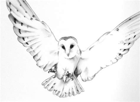 Owls drawing, Owl tattoo, Owl sketch