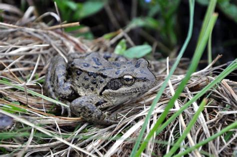 Frog in the grass. stock photo. Image of fauna, blooded - 189325292