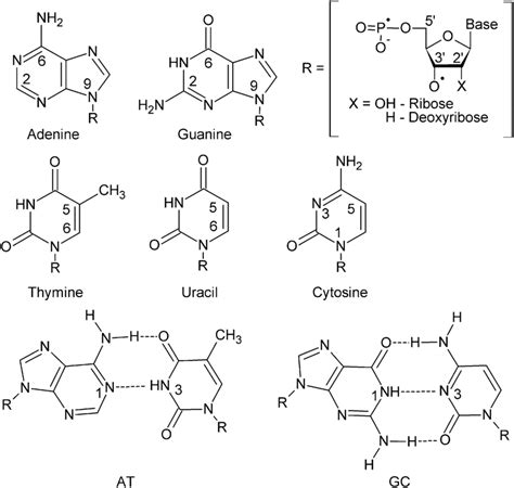 Scheme 1 Natural nucleobases and base pairs | Download Scientific Diagram