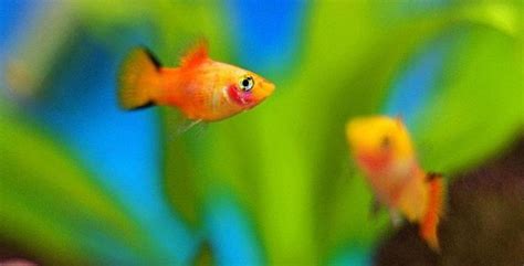 11 Best Cory Catfish Tank Mates (With Pictures) | Aqua Movement