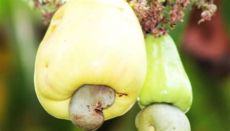 Kasuy: The Cashew Nut in the Philippines.