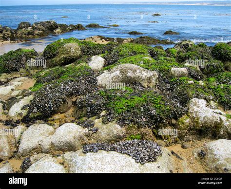 A large mussel habitat at the Pacific coast Stock Photo - Alamy