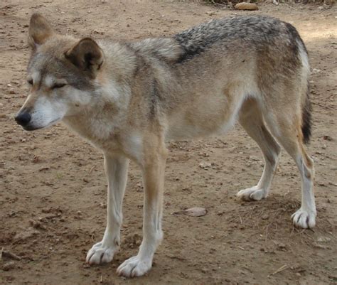 Abe's Animals: 2 endangered Canis Lupus wolves of Southern Israel and ...