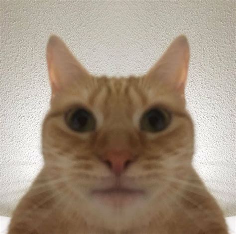 Cat staring into screen : r/MemeTemplatesOfficial