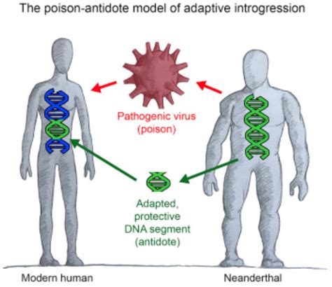 Neanderthal Dna Modern Humans – Telegraph