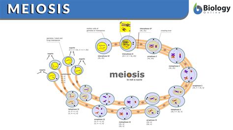 Meiosis - Function, Phases and Examples - Biology Online Dictionary