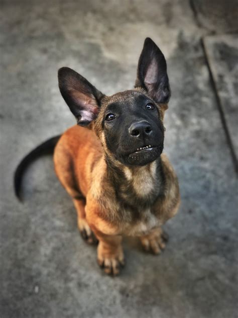 Belgian Shepherd Dog (Malinois) Puppies For Sale | Long Beach, CA #319247