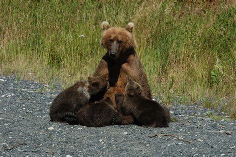 Brown bear cub growth Archives - Robin Barefield