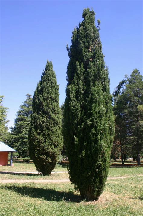 cupressus sempervirens | Cupressus sempervirens, Sempervirens, Tree