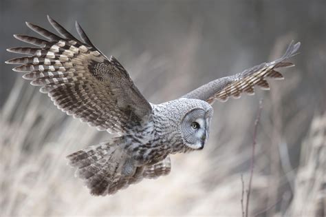 Great Grey Owl in flight | Owl, Great grey owl, Pet birds