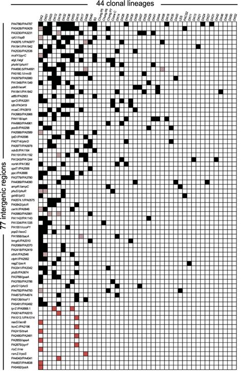 -A matrix showing 77 intergenic regions targeted by adaptive mutations ...