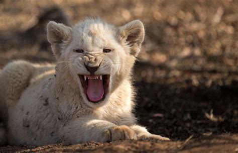 Download Baby Animal Roar Cub Animal White Lion HD Wallpaper