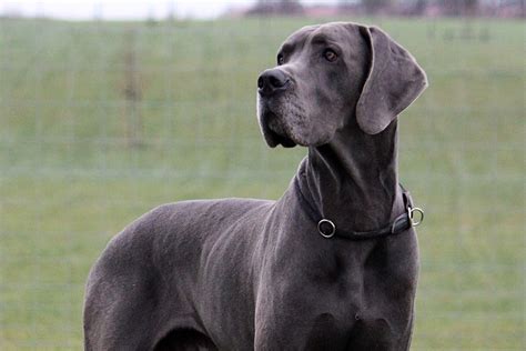 8 Popular Large Dog Breeds | Puppy Buddy